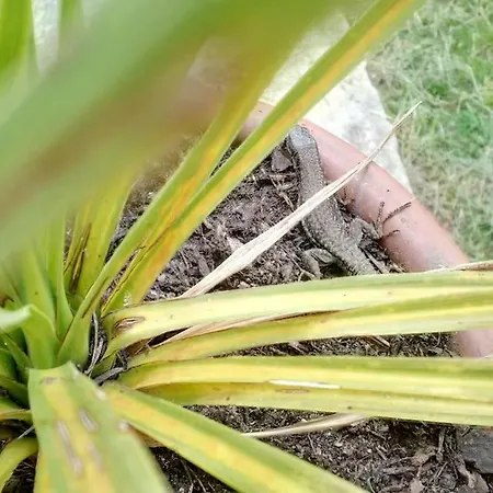 فيلة La Russe Gurs